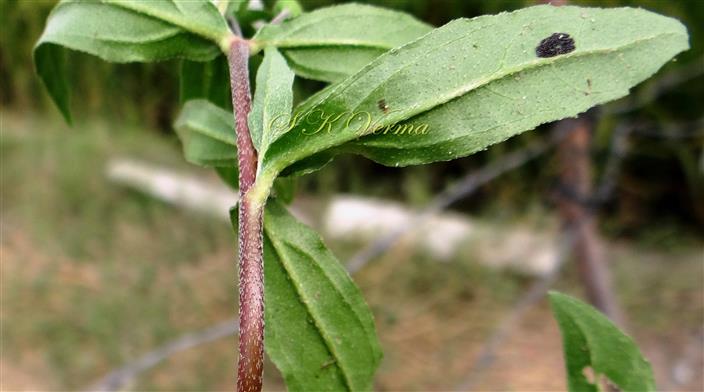  Stem and Leaf (Abaxial view)